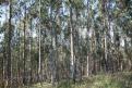 Forestry nursery and plantations of eucalyptus 5